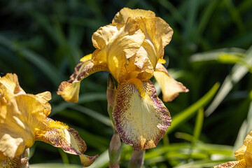 Naklejka na ściany i meble Yellow iris flower. Sunny day, against a natural background.
