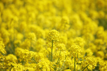 Obraz premium 菜の花畑