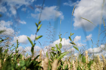 Close-up picture of beautiful field landscape with blue sky and white clouds and yellow and green stalks of wheat rye barley. Agricultural development in countryside. Ecological conservation concept.