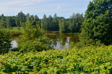 Overgrown small lake in summer, view from above. Small overgrown pond with green vegetation. water with reflections trees