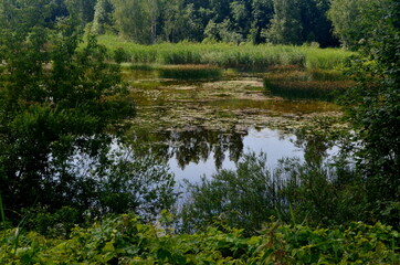 Fototapeta na wymiar Overgrown small lake in summer, view from above. Small overgrown pond with green vegetation. water with reflections trees