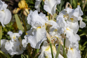 White iris flower. Sunny day, against a natural background.