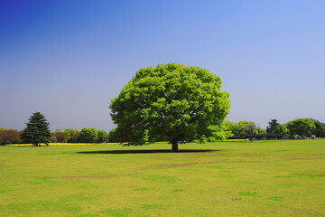 Fototapeta premium けやきの大樹と広場
