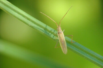 Jumping Tree Bug (Stenodema laevigata)