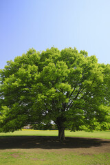 Fototapeta premium けやきの大樹と広場