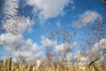 Close-up picture of beautiful field landscape with blue sky and white clouds and yellow stalks of wheat rye barley. Agricultural development in countryside. Ecological conservation concept.
