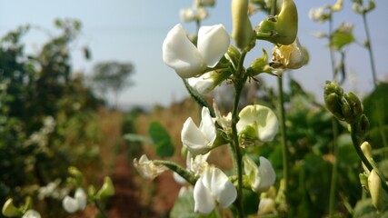 white flower close up of common bean in indian field