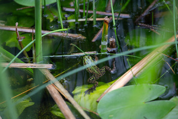 Grüner Teichfrosch oder Wasserfrosch im Wasser, Grün, Braun