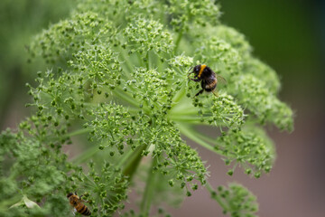 Hummel (Bomba) auf grünem Blütenstand, unscharfer Hintergrund