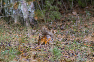 squirrel in the forest