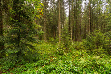 Fototapeta premium regennasser Wald