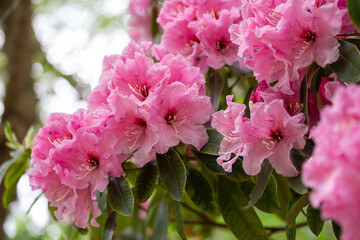 Pinker Rhododendron mit grünen Blättern vor unscharfem hellen Hintergrund