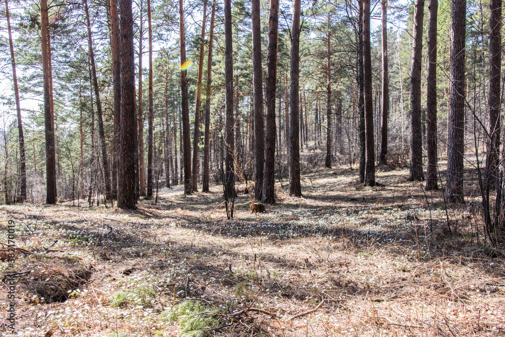 Wall mural spring forest without foliage in a dense forest