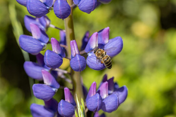 Purple lupine flower. Sunny day, flower on a natural background.