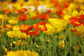 Obraz premium ポピーの花