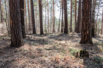 spring forest without foliage in a dense forest