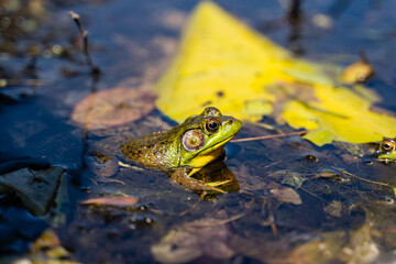 Frog sitting in water in lake