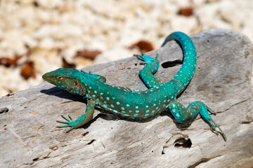 Green gecko sitting atop a log in desert in Aruba