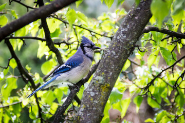 Close up of blue jay sitting in a tree