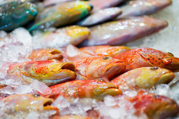 Colorful sea fish freshly caught on an ice market counter.