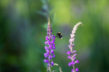 Hummel (Bomba) im Anflug auf lila Blüte, unscharfer Hintergrund, Sommer