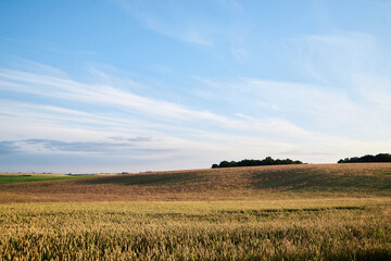 Obraz premium Beautiful field landscape with bright blue sky and yellow stalks of wheat rye oat barley. Agricultural development in countryside. Ecological conservation concept. Sunset in the village.
