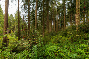 Fototapeta na wymiar Regennasser Wald in Kitzbühel Tirol