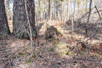 spring forest without foliage in a dense forest