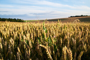 Close-up picture of yellow stalks of wheat rye oat barley with bright blue sky on field landscape. Agricultural development in countryside. Ecological conservation concept. Sunset in the village.