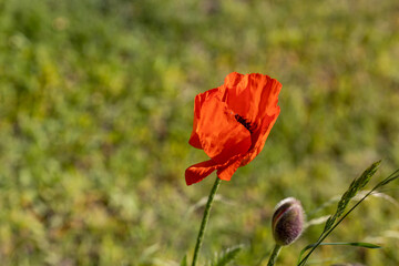 Red poppy flower. Sunny day, against a natural background.