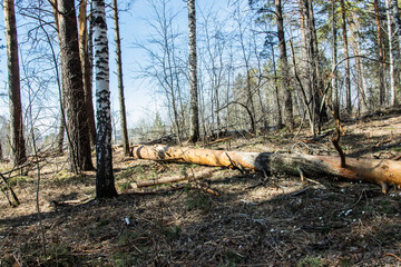 spring forest, last year's foliage. early spring