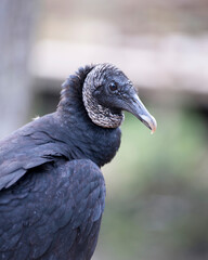 Black Vulture Stock Photos. Black Vulture head close up with a blur background displaying eye, beak, and black feather plumage in its environment and habitat. Picture. Image. Portrait.