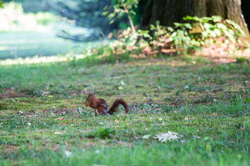 Eurasisches Eichhörnchen (Sciurus vulgaris) auf Wiese, Knabbert eine Nuss