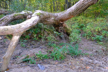 roots of a tree