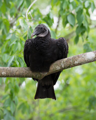 Black Vulture Stock Photos. Black Vulture close up perched on a branch with blur background displaying  black feather plumage, wings, talons in its environment and habitat. Image. Picture. Portrait.