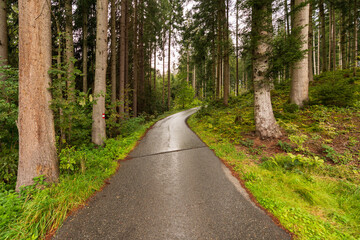 Fototapeta premium Weg durch den regennassen Wald in Kitzbühel Tirol