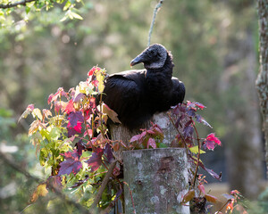 Black Vulture Stock Photos. Black Vulture bird sitting on log with colourful leaves and blur background.  Black Vulture picture. Portrait. Image.