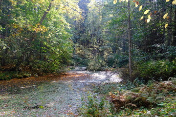 autumn in the woods