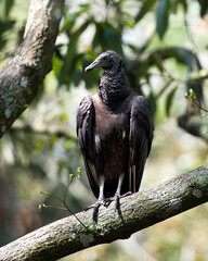 Black Vulture Stock Photos. Black Vulture close up perched with a blur background, displaying black feather plumage and enjoying its environment and habitat. Image. Picture. Portrait.