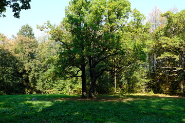 oak trees in the park