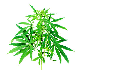 Branch of green marijuana on light surface, banner