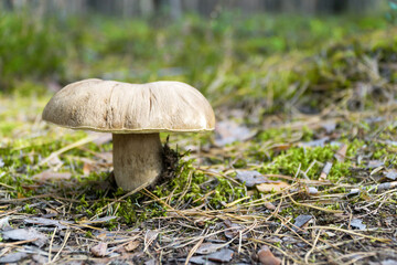 Big wild mushroom (Boletus) growing in natural forest green moss in autumn. Closeup. Selective focus.