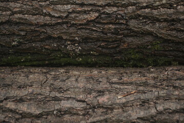 wet tree bark background texture