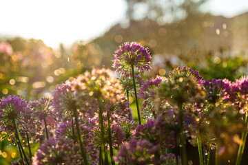 Obraz premium Marco shot of purple flowers blooming in sunset