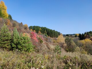 Fototapeta na wymiar colorful autumn trees and shrubs in a sunny landscape against a blue sky