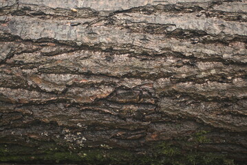 wet tree bark background texture
