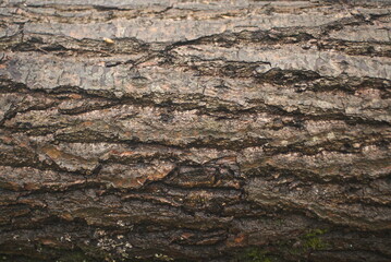 wet tree bark background texture
