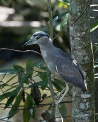 Black Crowned Night Heron Stock Photos. Picture. Image. Portrait. Close-up. Perched. Blur background.