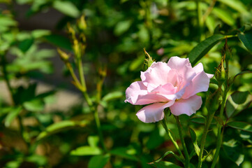 ピンクのバラ