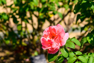 Obraz premium ピンクのバラ